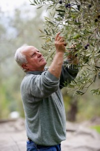 Olivenernte Bild: Noan Olivenöl